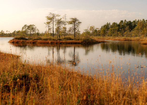 paisagem de pântano, vegetação de pântano pintada no outono, pequenos lagos de pântano, ilhas cobertas de pequenos pinheiros de pântano, grama, cobertura de musgo o chão, pântano de Kodaja, Letônia - Foto, Imagem