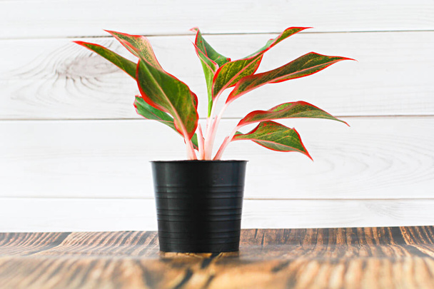 Air purifying plants in black pots And white wooden background wall. Thailand Siam Aurora. Red Aglaonema Growing Chinese Greenery. - Фото, зображення