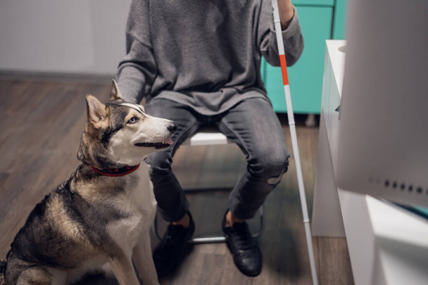 Портрет собаки-поводыря, сидящей у ног хозяина - Фото, изображение