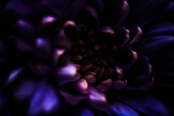 Фиолетовые лепестки ромашки цветов в цвету, абстрактный цветочный цветок фон искусства, цветы весной природа для аромата духов, свадьба, роскошный дизайн бренда красоты праздник - Фото, изображение