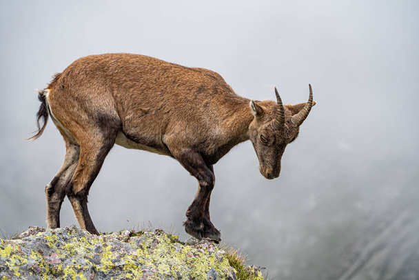 Ibex on a rock in the italian alps - Photo, Image