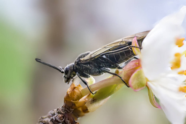 μύγα bug όταν τρώτε μπουμπούκι άνθος την άνοιξη - Φωτογραφία, εικόνα