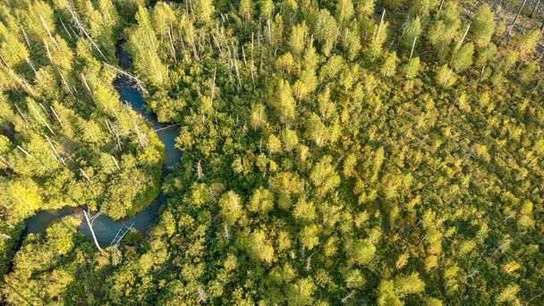 Aerial view from drone of young trees growing at the site of forest fire. Recovery of environment after disaster. Little river from birds eye view. Camera tilt down. Nature landscape. - Photo, Image
