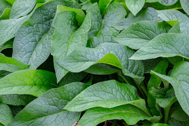 Пышные зеленые листья обычного комфри для естественного фона, также называемые Symphytum officinale или Beinwell - Фото, изображение