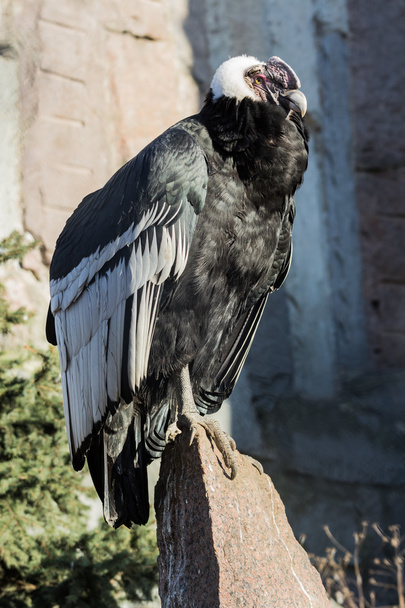 Condor andino
 - Foto, Imagem