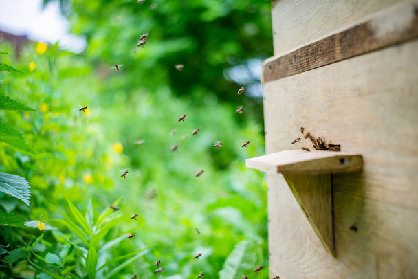selective focus shot of wooden beehive in apiary - Photo, Image