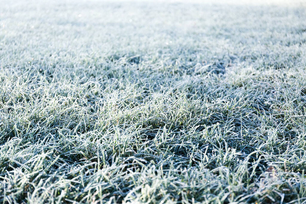 La rosée du matin a gelé sur une pelouse verte et l'a transformée en voile blanc dans les rayons du soleil - Photo, image