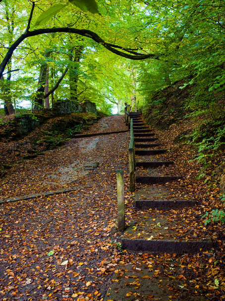 Восени по лісах мертвих листків здіймаються стрімкі дерев "яні сходинки. Goitstock. Йоркшир - Фото, зображення