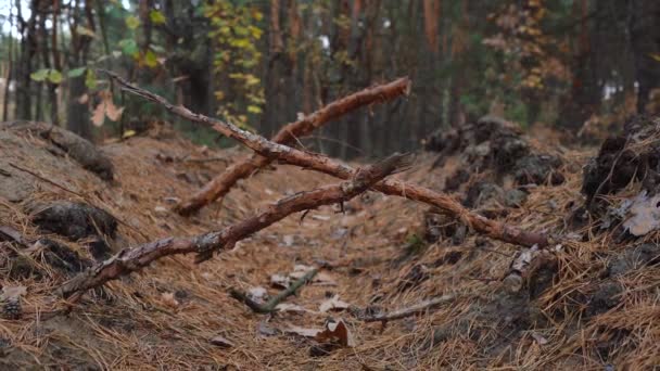 le radici degli alberi con le ragnatele della terra - Filmati, video