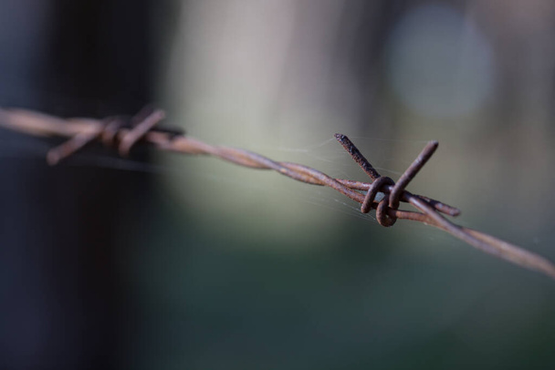 ostnatý drát zavřít venkovní a pavučina - Fotografie, Obrázek