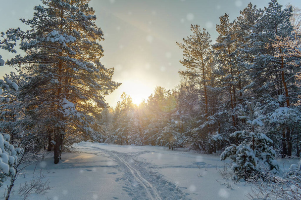 Зимовий ранок у лісі. Лижна траса на снігу на тлі сходу сонця та падаючих сніжинок
. - Фото, зображення