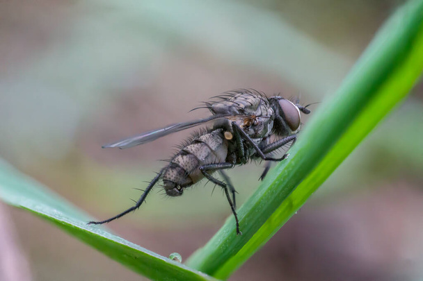 first little fly in spring season - Photo, Image