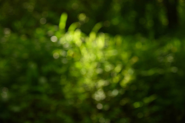 Nature green Bokeh - Abstract background. - Foto, Imagen