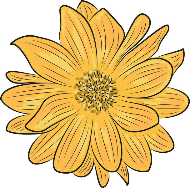 Vector bright yellow flower on a white background. Yellow chamomile close up. - Вектор,изображение