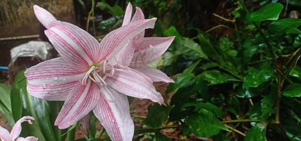 Two Amaryllis belladonna flowers blooms in garden and rain drops on it - Photo, Image