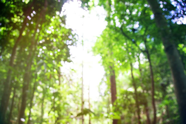 Размытый красивой природой зеленый лесной фон. с копировальным местом. - Фото, изображение