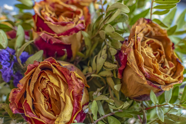 Nahaufnahme eines Straußes aus getrockneten Rosen und verschiedenen sich ergänzenden Pflanzen. - Foto, Bild