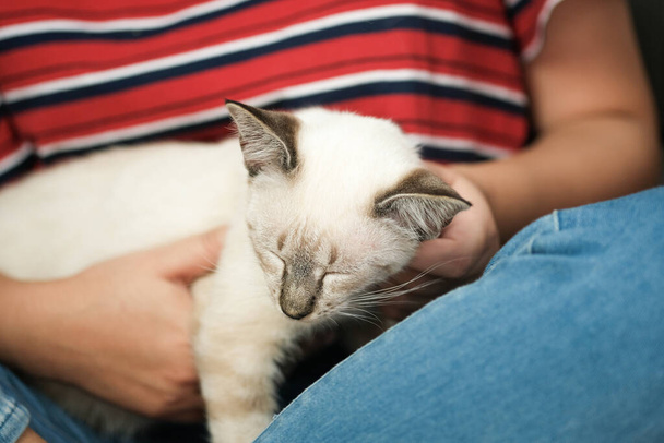 Γυναίκα αγκαλιά Χαριτωμένη γάτα. Φιλίας των ζώων. εμπιστοσύνη αγάπη Φίλος του ανθρώπου - Φωτογραφία, εικόνα