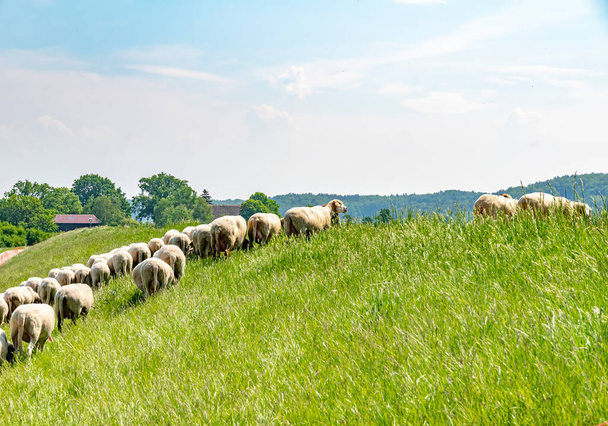 Eine Schafherde weidet auf einem Deich an der Elbe. Die Tiere werden eingesetzt, um die Deichbepflanzung ökologisch zu erhalten. - Foto, Bild