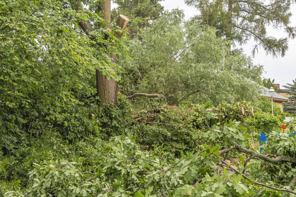 Die Überreste eines umgestürzten Baumes nach einem schweren Gewitter in Berlin. Die Straße ist immer noch gesperrt, weil Äste die Straße blockieren. - Foto, Bild