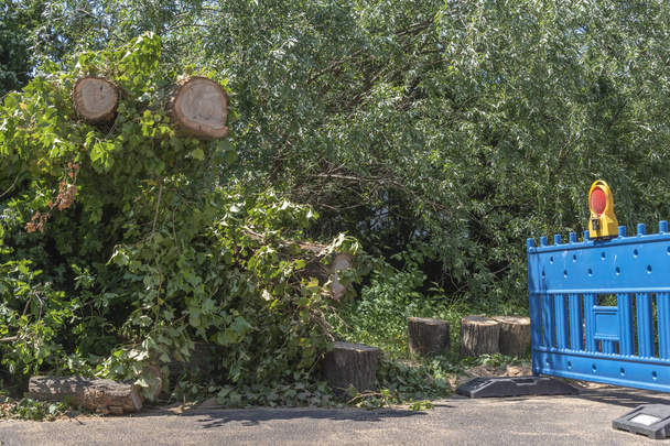 Останки упавшего дерева после сильной грозы в Берлине, Германия. Дорога все еще закрыта, потому что ветки перекрывают дорогу.. - Фото, изображение