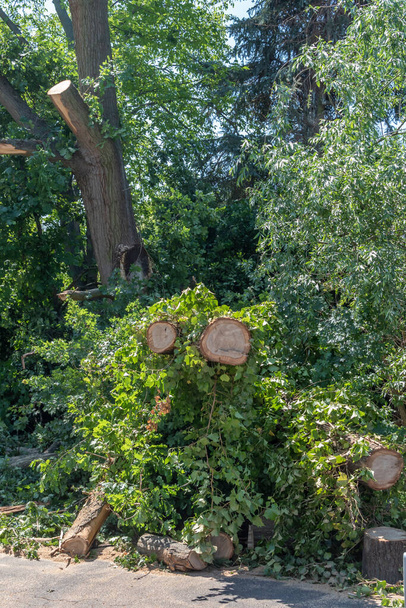 Los restos de un árbol caído después de una fuerte tormenta en Berlín, Alemania. El departamento de bomberos ya ha aserrado las ramas para hacer la carretera transitable de nuevo. - Foto, imagen