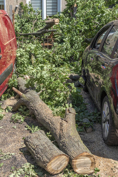 Os efeitos após uma tempestade severa em Berlim, Alemanha. Uma árvore caiu do outro lado da rua e danificou carros estacionados. Os bombeiros já desmontaram a árvore e limparam-na.. - Foto, Imagem