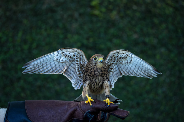 Seekor burung Falcon yang terlatih - Foto, imagen