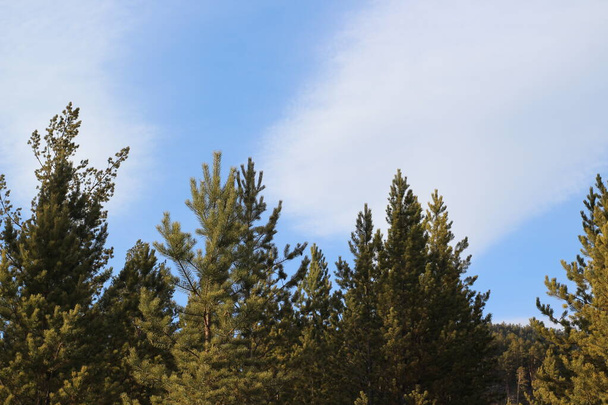 young pine trees forest new coniferous evergreen woodland. Dense branches with fir-needles with bright blue sky - Photo, Image