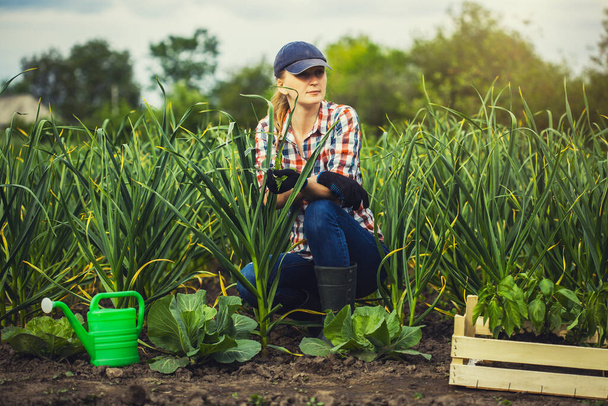 female agronomist checks garlic growth rates on an eco farm. Organic farming - Zdjęcie, obraz