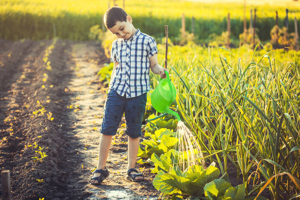Cute boy watering vegetables in the garden on a summer sunny day. eco farm assistant - Fotoğraf, Görsel