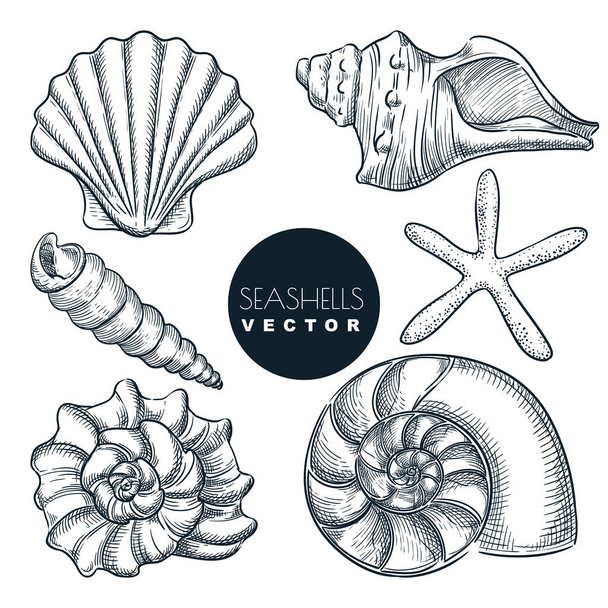 Seashells collection. Vector hand drawn sketch illustration. Summer travel design elements, isolated on white background. Sea shells vintage icons set. - Вектор,изображение