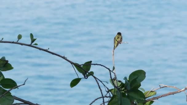 Apró kolibri a levelek között. Colibri és a Csendes-óceán vize. Irizáló csillogó fémes zöld finom ibolyaszín lila a tenger közelében. Shiny smaragd tollazat a legkisebb madár, La Jolla, California USA - Felvétel, videó