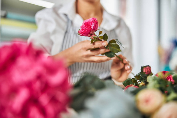 Fachkundige Floristin pflückt eine schöne Rose - Foto, Bild