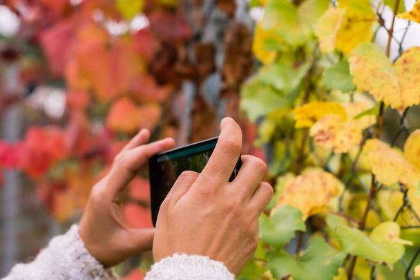 close-up of hands with smartphone taking photos of autumn leaves - Fotoğraf, Görsel