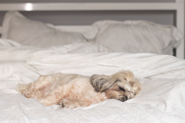 beautiful puppy shih-tzu on bed with white sheets. pets concept - Zdjęcie, obraz