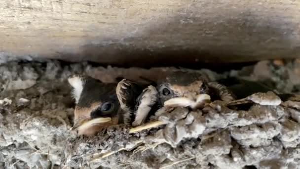 Un nido de golondrinas con polluelos pequeños
. - Imágenes, Vídeo