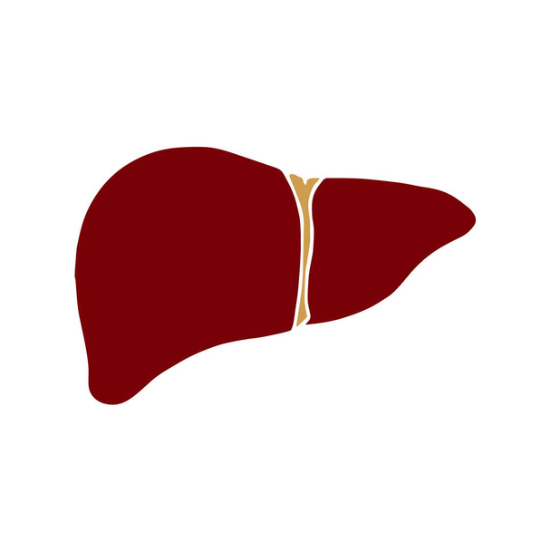 Icona del fegato isolata su sfondo bianco - Vettoriali, immagini