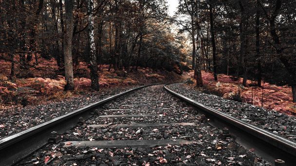An old railroad track covered with leaves through the forest diminishing in the distance - Фото, зображення