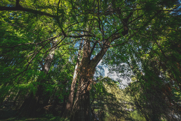 A vibrant shot of a tall foliage tree - Fotó, kép