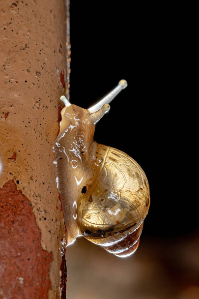 Afrikaanse reuzenslak van de soort Lissachatina fulica - Foto, afbeelding