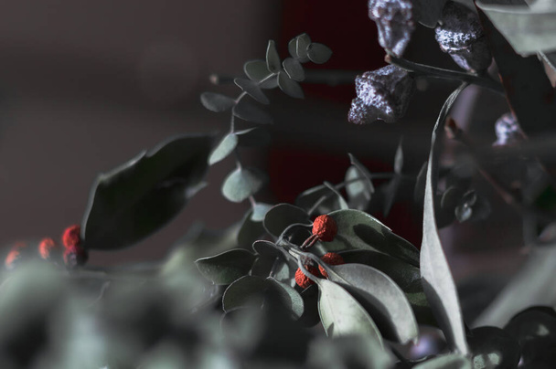 A closeup shot of a houseplant with buds and a red flower - Zdjęcie, obraz