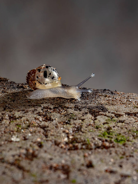 Αφρικανικό γιγάντιο σαλιγκάρι του είδους Lissachatina fulica - Φωτογραφία, εικόνα