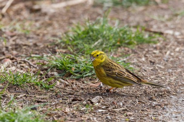 Yellowhammer looks for food on the forest floor - Photo, Image