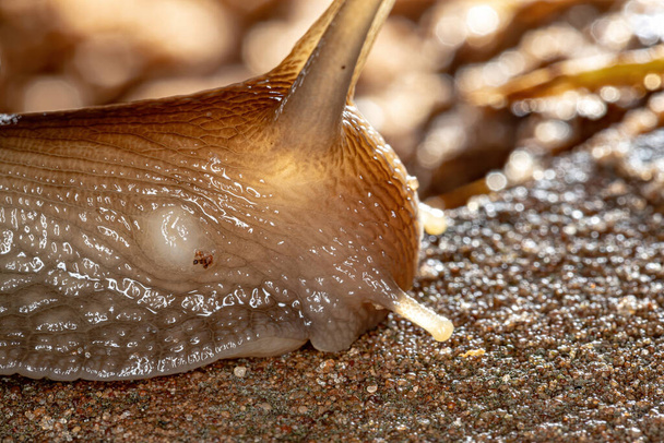 African Giant Snail of the species Lissachatina fulica - Photo, Image