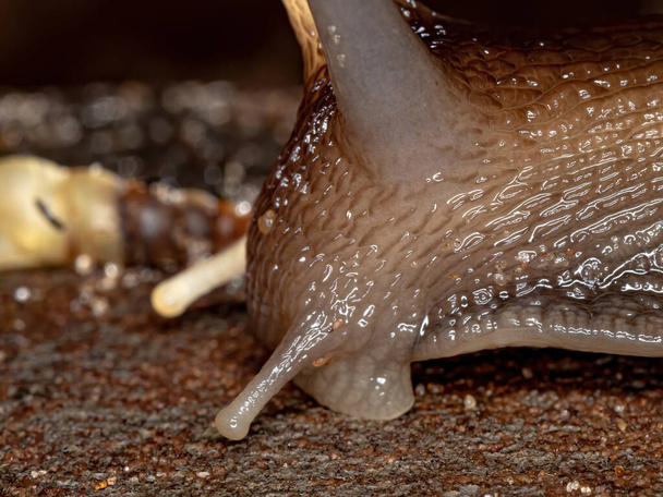 Αφρικανικό γιγάντιο σαλιγκάρι του είδους Lissachatina fulica - Φωτογραφία, εικόνα