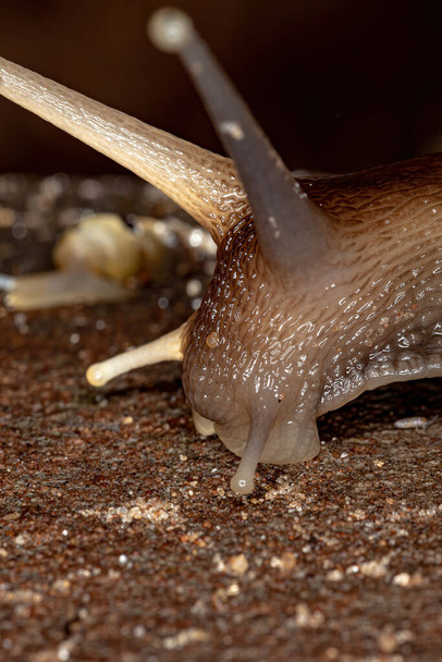 Escargot géant africain de l'espèce Lissachatina fulica - Photo, image