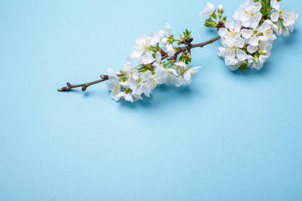 spring flowers on a blue background - Fotoğraf, Görsel