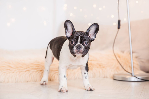 French bulldog puppy stands looking at the camera, Studio - Fotoğraf, Görsel