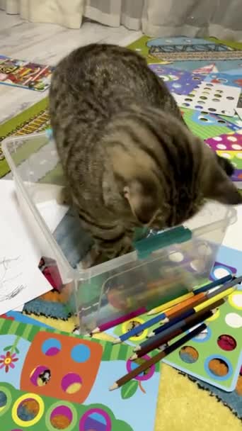 Playful tabby Scottish cat plays in the children's room. - Footage, Video
